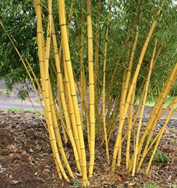 1 Pflanze 120-130 cm. Seltener Phyllostachys vivax Aureocaulis Der Zauberbambus Frosthart bis - 22 und Wuchs bis 10 Meter Höhe - 