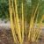 1 Pflanze 120-130 cm. Seltener Phyllostachys vivax Aureocaulis Der Zauberbambus Frosthart bis - 22 und Wuchs bis 10 Meter Höhe - 