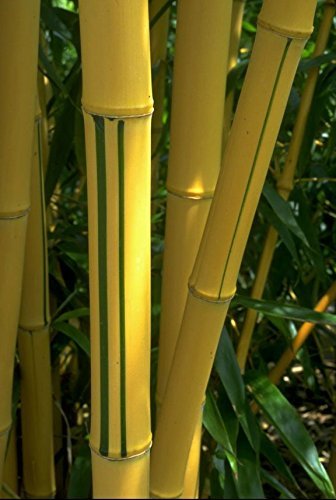 1 Pflanze 120-130 cm. Seltener Phyllostachys vivax Aureocaulis Der Zauberbambus Frosthart bis - 22 und Wuchs bis 10 Meter Höhe - 