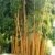 1 Pflanze 120-130 cm. Seltener Phyllostachys vivax Aureocaulis Der Zauberbambus Frosthart bis - 22 und Wuchs bis 10 Meter Höhe -