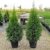 10 Pflanzen Thuja occidentalis Smaragd Kräftige Jungbäume Gesamthöhe 70-90 cm. - 