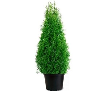 10 Pflanzen Thuja occidentalis Smaragd Kräftige Jungbäume Gesamthöhe 70-90 cm. - 