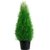 10 Pflanzen Thuja occidentalis Smaragd Kräftige Jungbäume Gesamthöhe 70-90 cm. - 