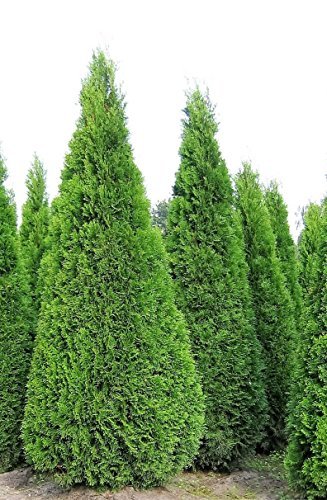 10 Pflanzen Thuja occidentalis Smaragd Kräftige Jungbäume Gesamthöhe 70-90 cm. - 
