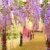 12 Stücke/Lot Künstlicher 105 cm Deko Hochzeiten Heimdekoartikel Blauregen Seidenblumen Urlaub & Blumen und Wildtierbeobachtungen simulation - 