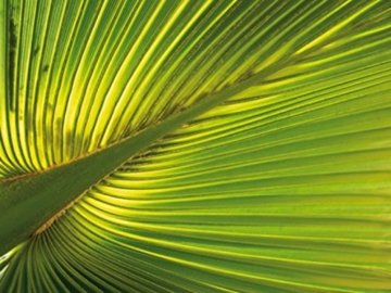 1art1 55136 Palmen - Hanf-Palmenblatt, 2-Teilig Selbstklebende Fototapete Poster-Tapete 240 x 180 cm -