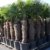 250 - 300 cm Trachycarpus fortunei Hanfpalme, winterharte Palme bis -18°C - 
