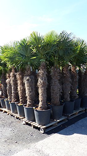 250 - 300 cm Trachycarpus fortunei Hanfpalme, winterharte Palme bis -18°C - 