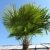 250 - 300 cm Trachycarpus fortunei Hanfpalme, winterharte Palme bis -18°C - 
