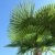 250 - 300 cm Trachycarpus fortunei Hanfpalme, winterharte Palme bis -18°C - 