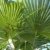 250 - 300 cm Trachycarpus fortunei Hanfpalme, winterharte Palme bis -18°C - 