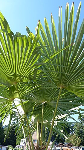 250 - 300 cm Trachycarpus fortunei Hanfpalme, winterharte Palme bis -18°C - 