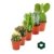5 verschiedene Kakteen im Set - 5,5cm Topf - 
