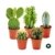 5 verschiedene Kakteen im Set - 5,5cm Topf -