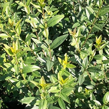 50 Stk. Schwarzgrüner Liguster 'Atrovirens' - (Ligustrum vulgare 'Atrovirens')- Wurzelware 30-50 cm - 