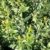50 Stk. Schwarzgrüner Liguster 'Atrovirens' - (Ligustrum vulgare 'Atrovirens')- Wurzelware 30-50 cm - 