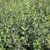 50 Stk. Schwarzgrüner Liguster 'Atrovirens' - (Ligustrum vulgare 'Atrovirens')- Wurzelware 30-50 cm - 