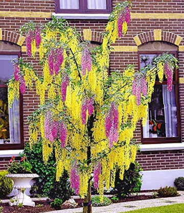 BALDUR-Garten Chimären-Goldregen, 1 Pflanze Laburnocytisus adamii - 