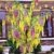 BALDUR-Garten Chimären-Goldregen, 1 Pflanze Laburnocytisus adamii - 