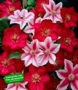 BALDUR-Garten Clematis "Nelly Moser®"&"Ville de Lyon®", 2 Pflanzen Klematis -