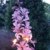 BALDUR-Garten Dictamnus albus 'Brennender Busch', 1 Pflanze Diptam - 