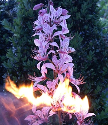 BALDUR-Garten Dictamnus albus 'Brennender Busch', 1 Pflanze Diptam - 