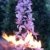BALDUR-Garten Dictamnus albus 'Brennender Busch', 1 Pflanze Diptam - 