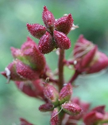 BALDUR-Garten Dictamnus albus 'Brennender Busch', 1 Pflanze Diptam - 