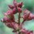 BALDUR-Garten Dictamnus albus 'Brennender Busch', 1 Pflanze Diptam - 