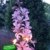 BALDUR-Garten Dictamnus albus 'Brennender Busch', 1 Pflanze Diptam -