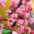 BALDUR-Garten Duft-Schneeball "Dawn" Viburnum bodnantense Winterschneeball 1 Pflanze -