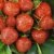 BALDUR-Garten Erdbeere Hummi®´s® 'Sengana Selektion', 6 Pflanzen Fragaria - 