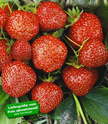 BALDUR-Garten Erdbeere Hummi®´s® 'Sengana Selektion', 6 Pflanzen Fragaria -