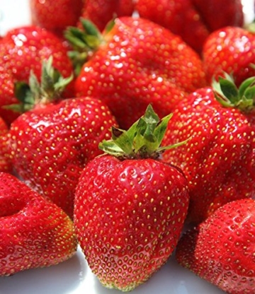 BALDUR-Garten Erdbeere 'Sweet Mary XXL®', 3 Pflanzen Fragaria - 