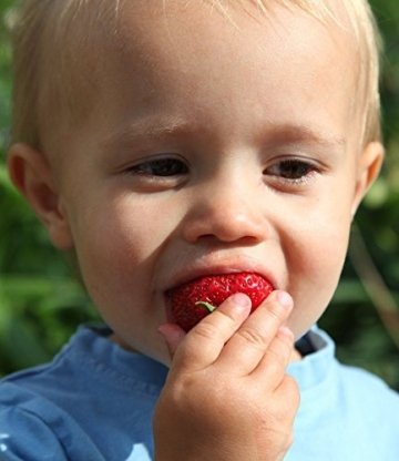BALDUR-Garten Erdbeere 'Sweet Mary XXL®', 3 Pflanzen Fragaria - 