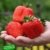 BALDUR-Garten Erdbeere 'Sweet Mary XXL®', 3 Pflanzen Fragaria -
