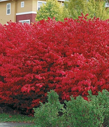 BALDUR-Garten Euyonimus Compact 'Burning Bush' Spindelstrauch, 3 Pflanzen - 