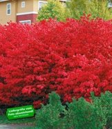 BALDUR-Garten Euyonimus Compact 'Burning Bush' Spindelstrauch, 3 Pflanzen -