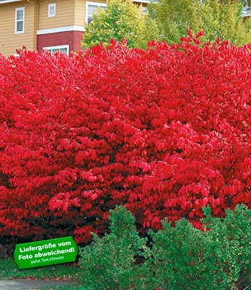 BALDUR-Garten Euyonimus Compact 'Burning Bush' Spindelstrauch, 3 Pflanzen -