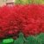 BALDUR-Garten Euyonimus Compact 'Burning Bush' Spindelstrauch, 3 Pflanzen -