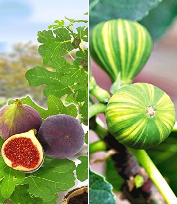 BALDUR-Garten Feigen-Kollektion,2 Pflanzen - 