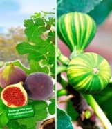 BALDUR-Garten Feigen-Kollektion,2 Pflanzen -