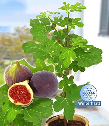 BALDUR-Garten Frucht-Feige 