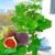 BALDUR-Garten Frucht-Feige "Rouge de Bordeaux" groß,1 Pflanze Ficus carica Feigenbaum -