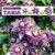 BALDUR-Garten Gefüllte Clematis 