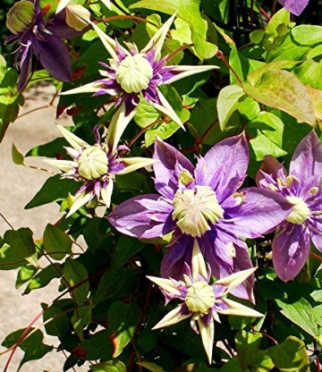 BALDUR-Garten Gefüllte Clematis 
