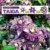 BALDUR-Garten Gefüllte Clematis "Taiga®" 1 Pflanze Waldrebe winterhart -