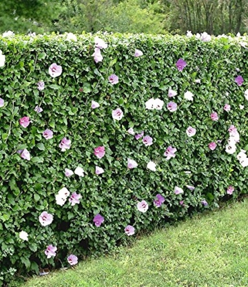 BALDUR-Garten Hibiskus-Hecke, 5 Pflanzen, Hibiscus Syriacus - 