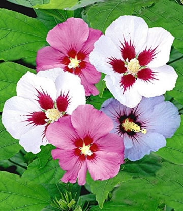 BALDUR-Garten Hibiskus-Hecke, 5 Pflanzen, Hibiscus Syriacus - 