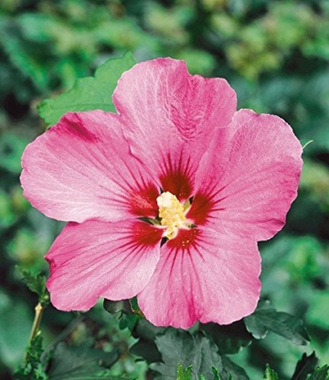 BALDUR-Garten Hibiskus-Hecke, 5 Pflanzen, Hibiscus Syriacus - 